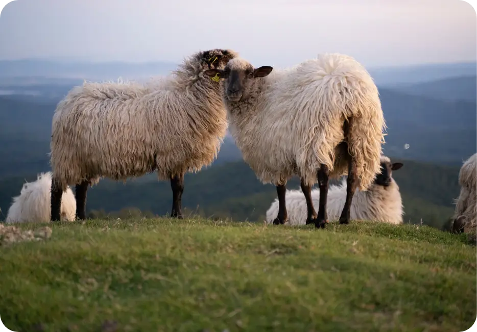 Photographie mouton